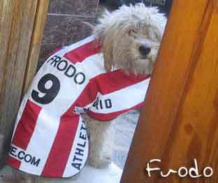 Athletico Madrid fan Frodo