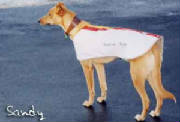 Bradford Bulls dog coat