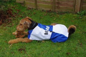 Bristol Rovers dog coat