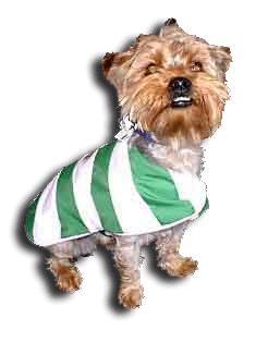 Celtic dog coat