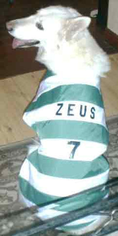 Celtic FC dog shirt