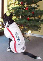 England dog coat