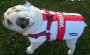 England St Georges Cross dog Winston