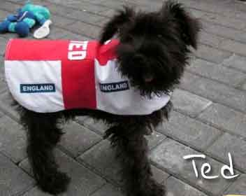 England St Georges Cross dog shirt