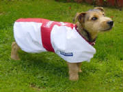 England St Georges Cross dog coat