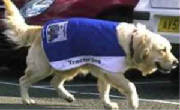 Ipswich Town dog coat