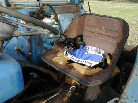 Ipswich Town dog coat