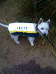 Leeds United dog coat