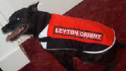 Leyton Orient dog coat