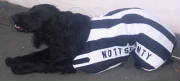 Notts County dog coat