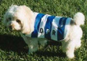 QPR dog coat
