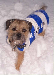 Reading FC dog coat