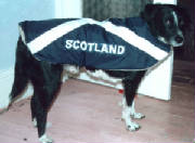 Scotland dog coat