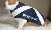 Scotland cat coat
