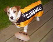 Cornwall rugby dog coat