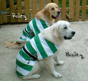 Shamrock Rovers dog coat