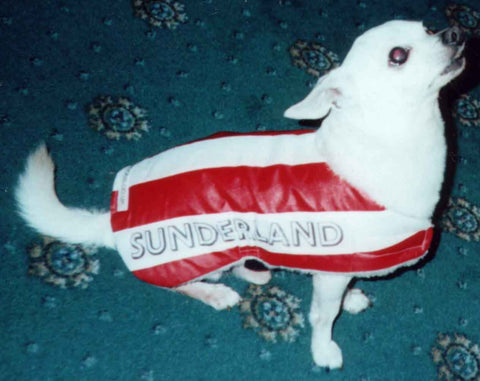 Sunderland dog replica shirt