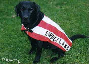 Sunderland AFC dog coat
