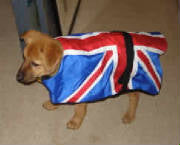 union jack dog coat