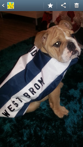 West Brom dog coat