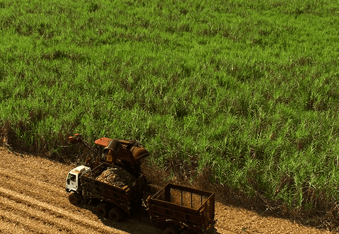 Green Cane Harvesting