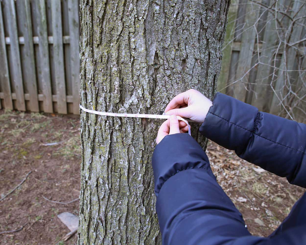A pair of hands using a soft measuring tape to measure the circumference of a tree trunk
