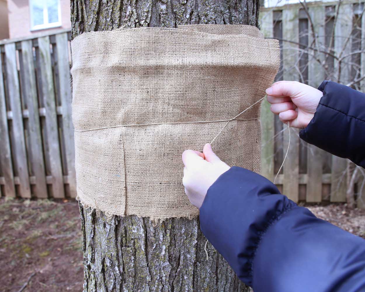 A pair of hands using twine to tie a band of burlap around a tree trunk. The twine is in the middle of the band of burlap