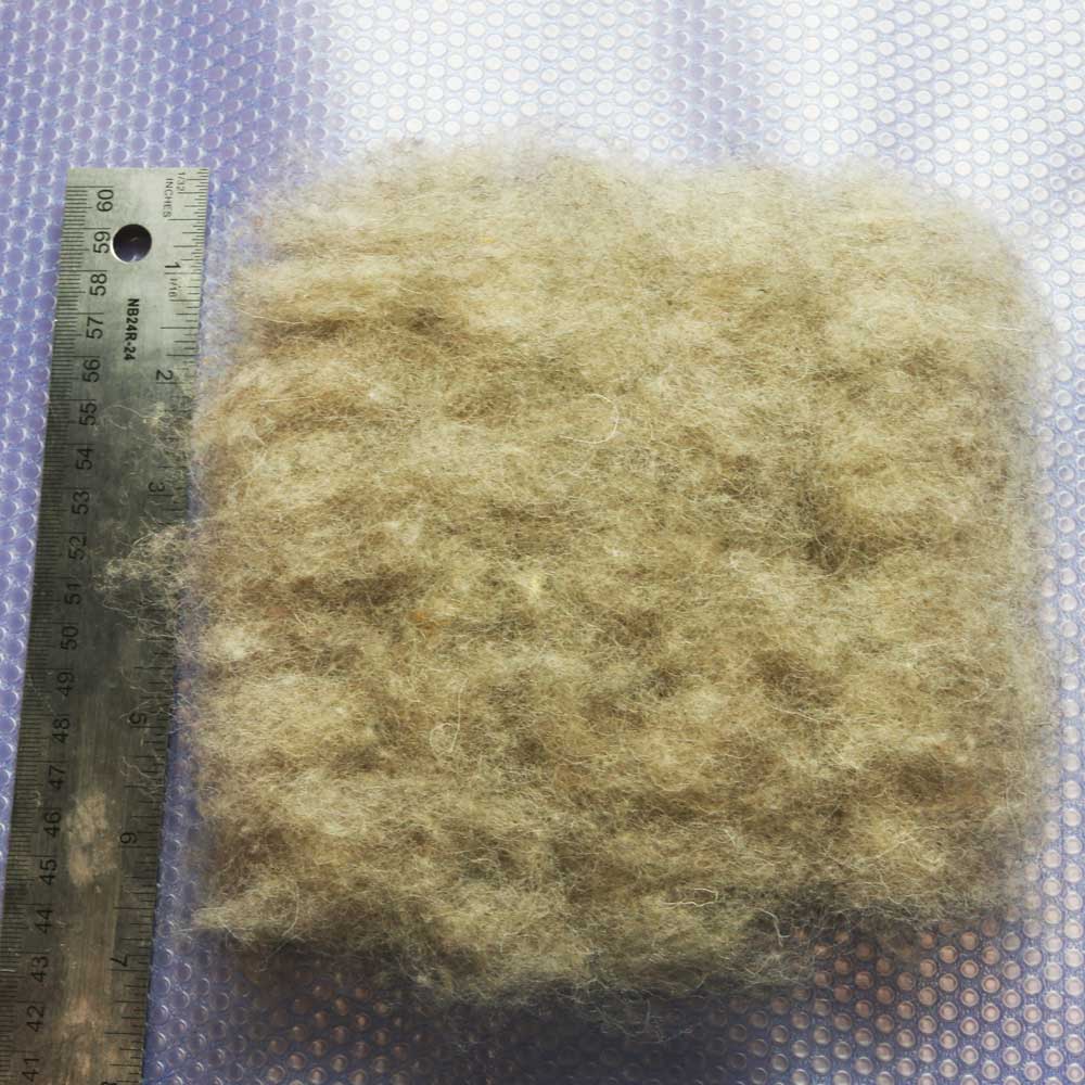 A square of beige carded wool. A metal ruler is to the left of the square, measuring 8 inches.