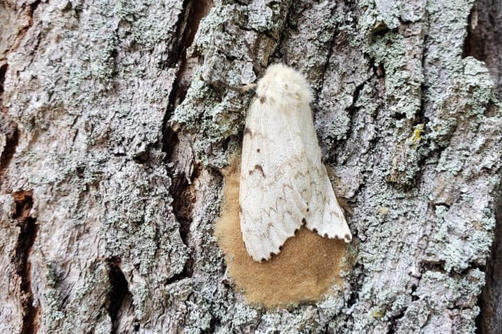 A female gypsy moth on rough tree bark laying an egg clump. The moth is white, the egg clump is light brown.