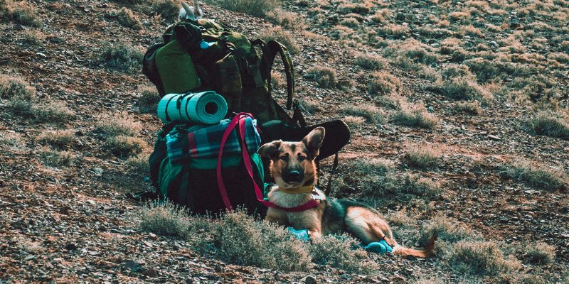 Wandeltochten met honden