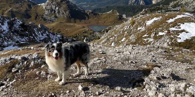 Be aware of the weather when hiking with your dog