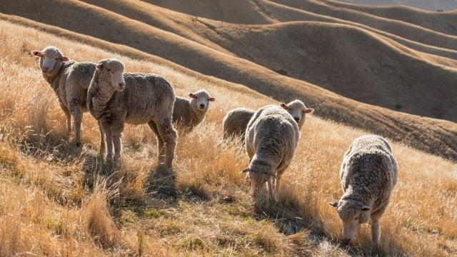 Merinowolle Schaf Herde