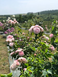image_blog