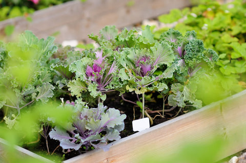 Raised bed garden with kale.