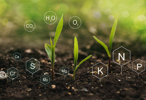 Image of young plants & symbols for nutrients found in garden soil. It is really important to test your vegetable garden soil. Tertill Garden Program provides free soil test and customized fertilizers.