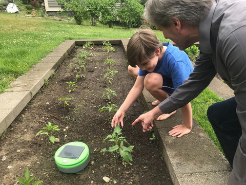 Son looking at Tertill in the garden