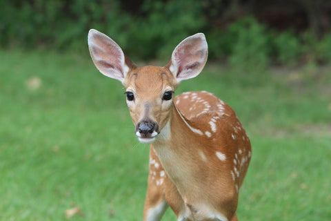 Deer sizing up your vegetable garden as a place to get a good meal