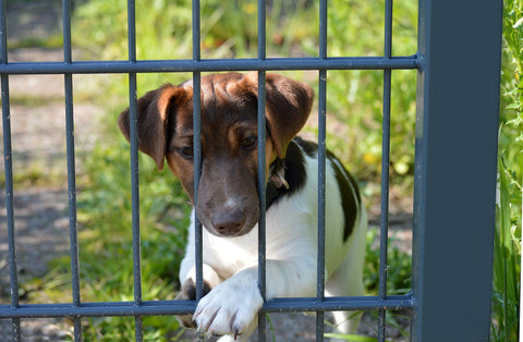 A fence keeping a dog out of the vegetable garden