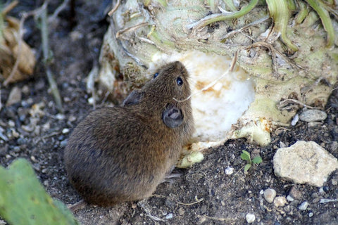 Vole or mouse eating garden produce