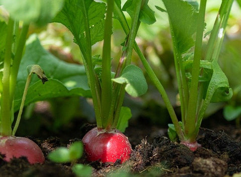 Radishes growing in the ground