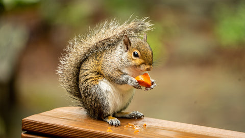 Squirrel eating a carrot out of your garden