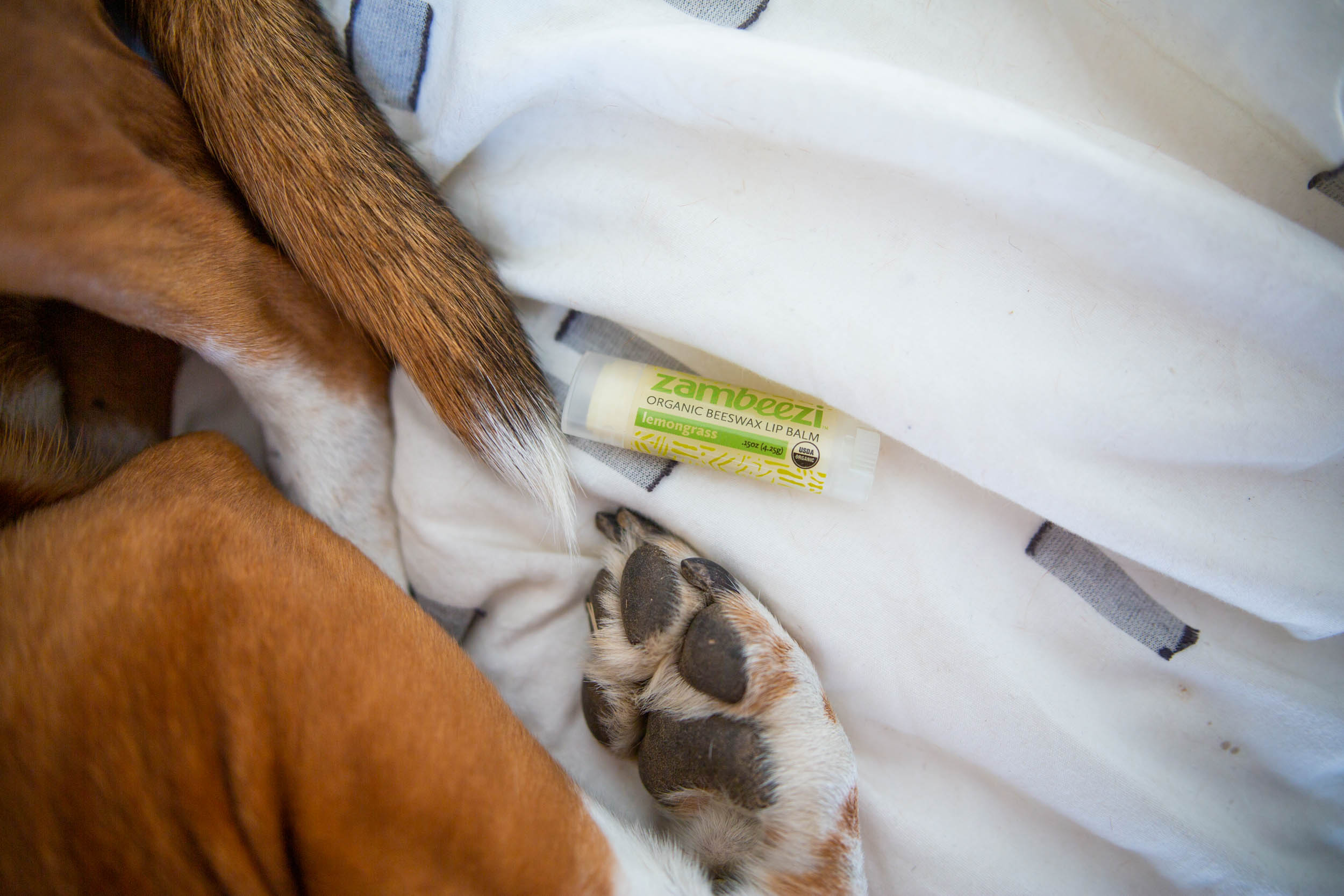 Ethical solution for your dog's raw paws from winter, organic, fair trade lip balm