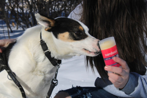 Dog sniffing Wild Rose Body Balm