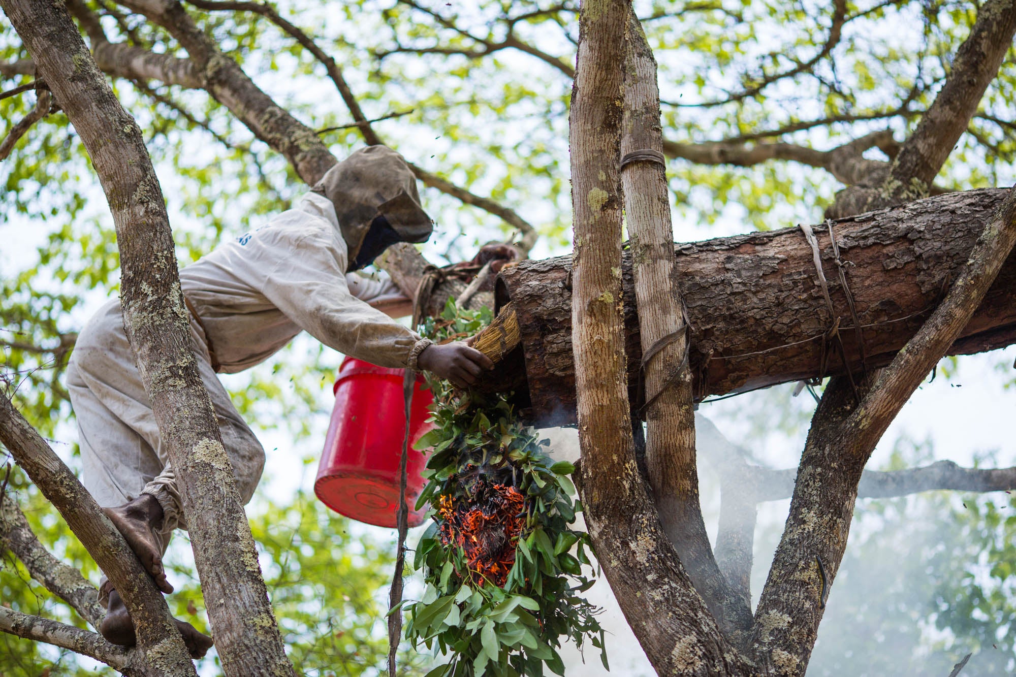 Zambian Beekeeper harvesting Zambeezi Organic, Fair Trade Beeswax and Honey
