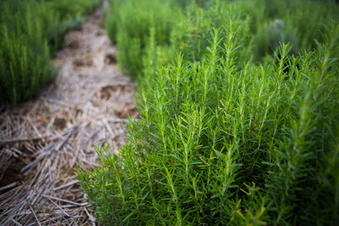 Organic, ethically sourced rosemary oil for our Zambeezi lip balm