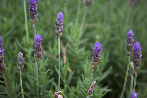 Zambeezi - Ethically sourced Lavender oil for our fair trade handmade soap