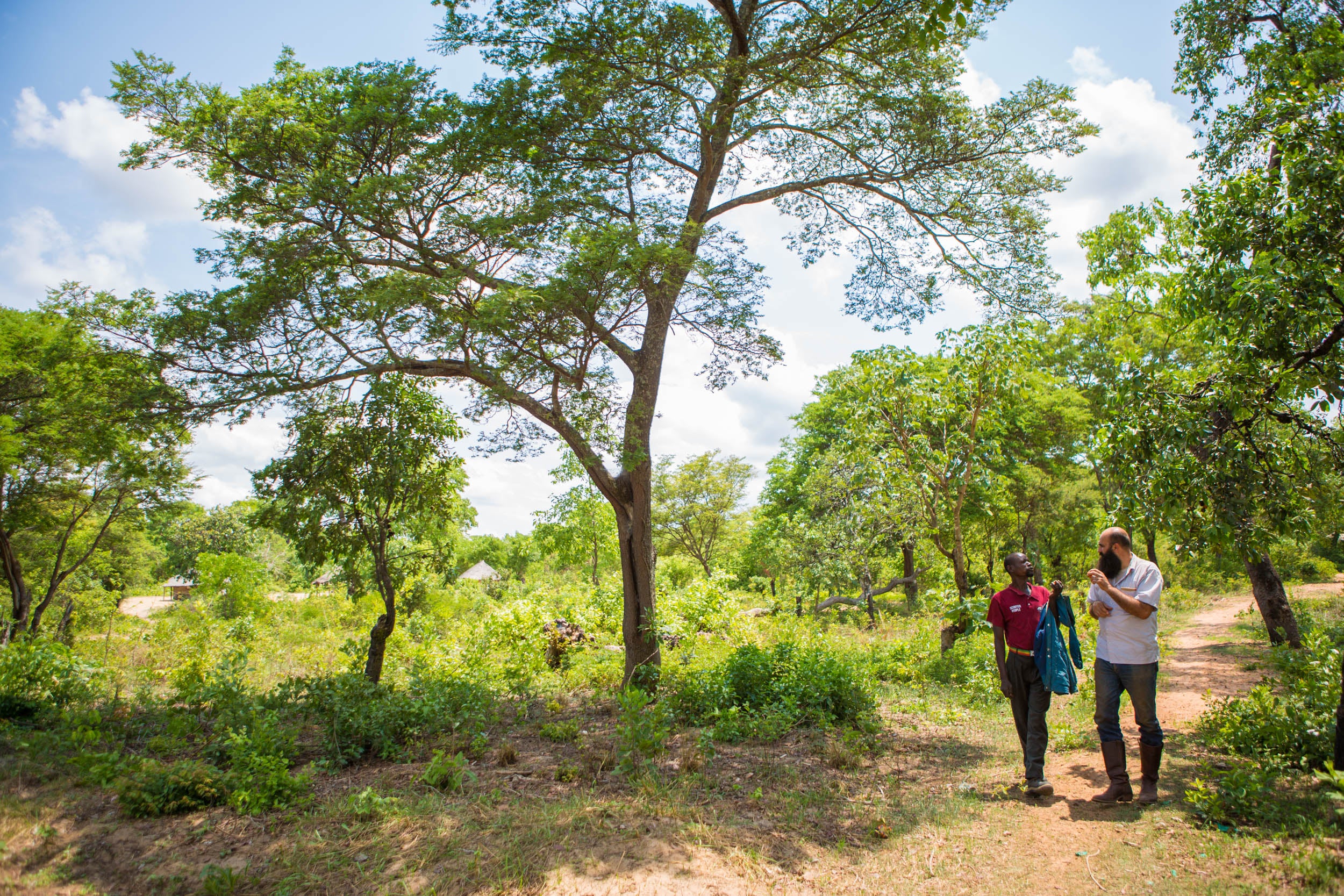 Zambian Beekeeper walking and talking with André, Zambeezi Founder.