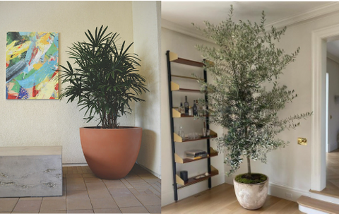 Commercial planters indoor