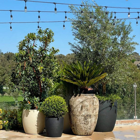 Container plants in the patio