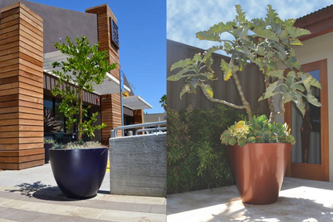trees planted in planters